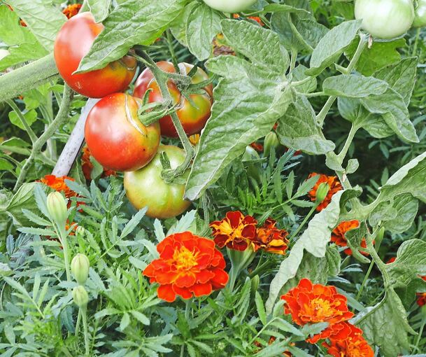 Studentenblumen begleiten die Tomaten und dienen als Schutz vor der Hitze.