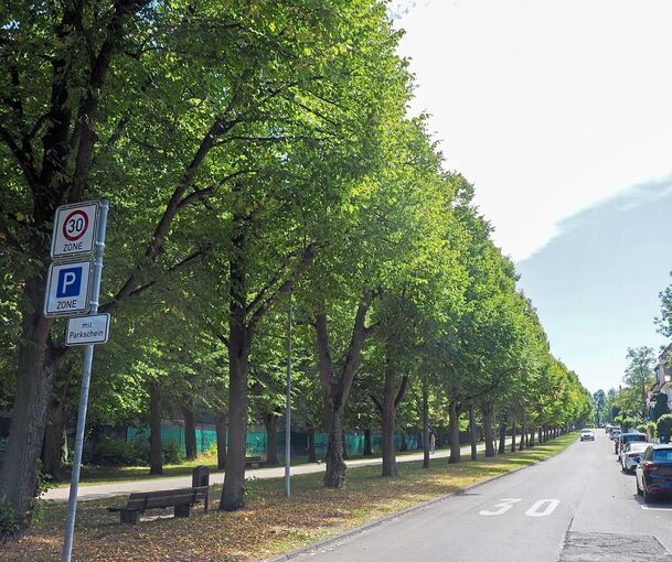 Positives Beispiel: In der Königsallee verläuft der Fuß- und Radweg neben der Straße und wird von alten Bäumen beschattet. Foto: Holm Wolschendorf