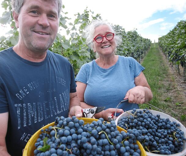 Marcus und Ulrike Sigloch bei der Handlese, bevor der Vollernter kommt.