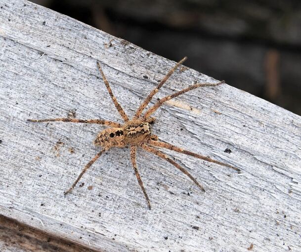 Die Färbung auf dem Körper gibt der Spinne ihren Namen. Foto: Robert Pfeifle/Nabu/dpa