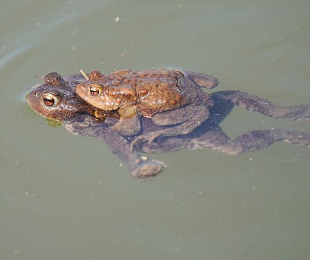 Die Erdkröte fühlt sich wohl in den Zugwiesen. Foto: Nabu Ludwigsburg