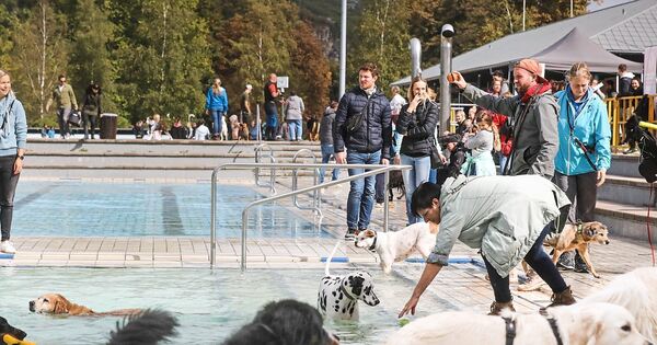 Das-Freibad-Hoheneck-in-Ludwigsburg-geh-rt-ganz-den-Hunden