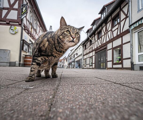 Mit einer Katzenschutzverordnung müssten Besitzer in Marbach ihre Tiere chippen, registrieren und kastrieren lassen.