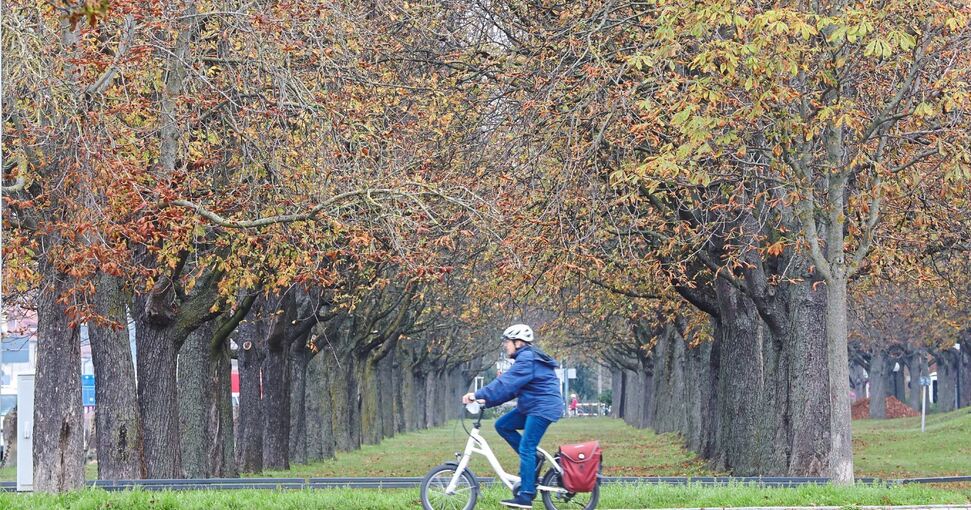 Die Kastanienallee entlang der B 27. Foto: Ramona Theiss