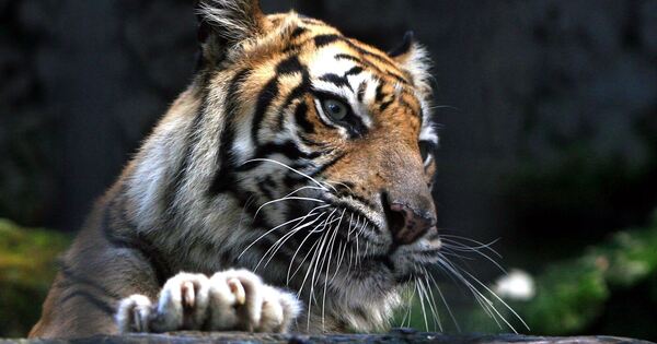 Indonesia: Manusia berkelahi dengan harimau