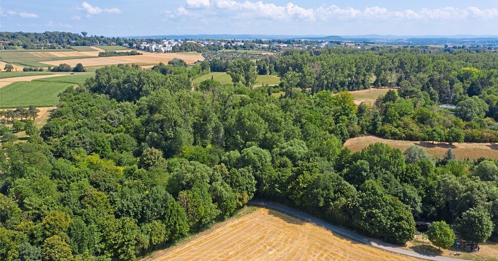 Die Stadt Kornwestheim sucht nach einem Namen für diese Waldfläche. Foto: Stadt Kornwestheim