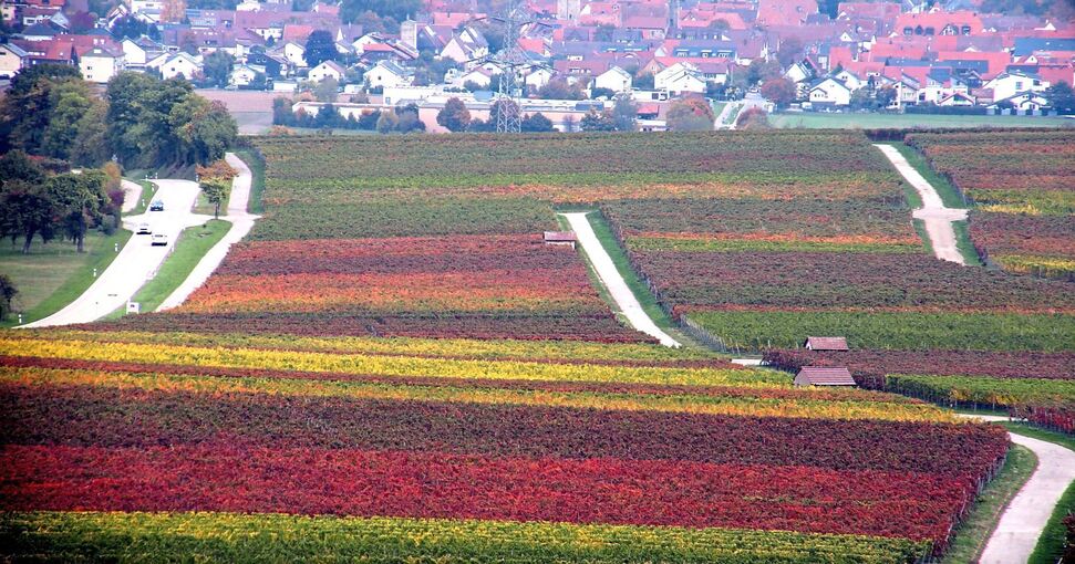 Insgesamt bewirtschaften rund 1000 Wengerter eine Fläche von 720 Hektar Weinberge. Foto: Alfred Drossel
