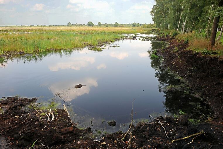 Wiedervernässtes Moor Wiedervernässtes Moor
