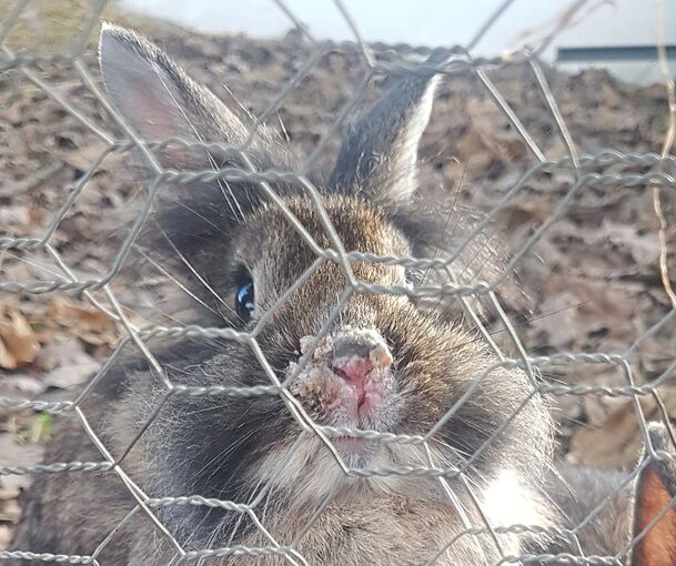 Ein Kaninchen mit entzündeter Nase. Foto: PETA Deutschland e.V.