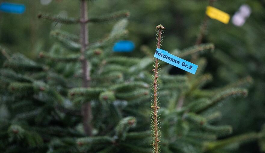 Weihnachtsbaumverkauf Weihnachtsbaumverkauf