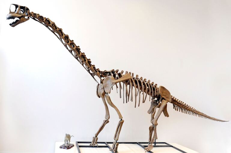 Langhals-Dinosaurier «Europasaurus»