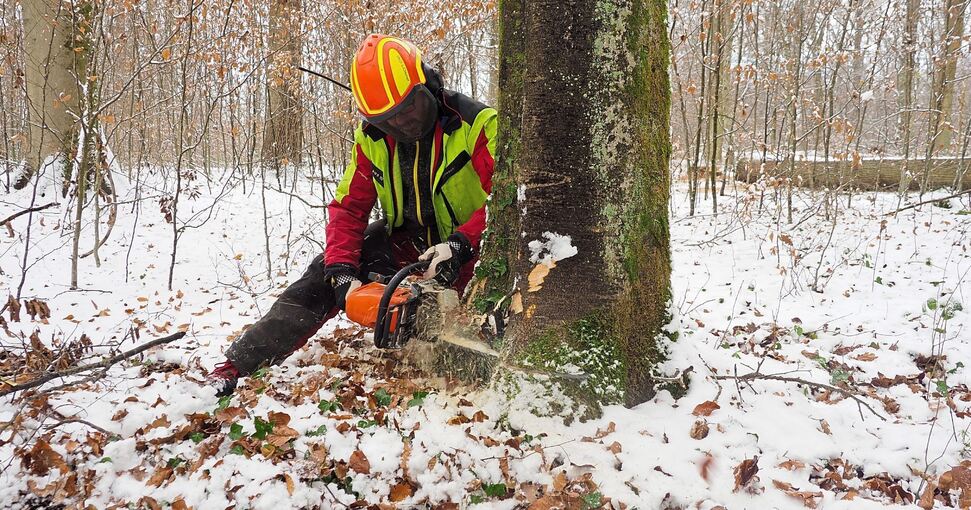 Bevor die Buche fällt, bringt sich der Waldmitarbeiter in Sicherheit. Während der Fällung steht Sicherheit – auch bei der Kleidung – im Vordergrund. Fotos: Holm Wolschendorf