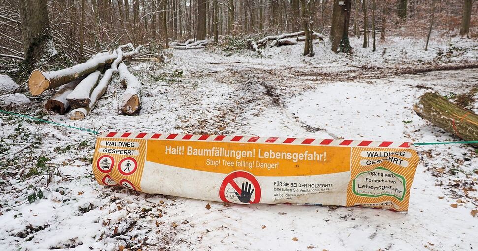 So kommt das Holz aus dem Wald bis in den Ofen