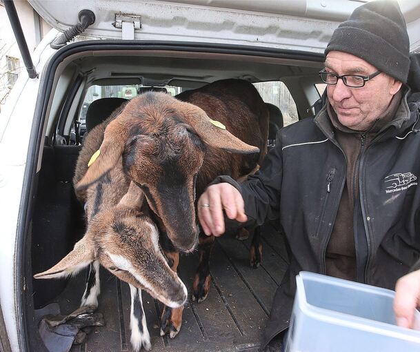 Landwirt Jörg Mannsperger ist mit seinen Ziegen Adelheid und Sophie mit dem Auto unterwegs.