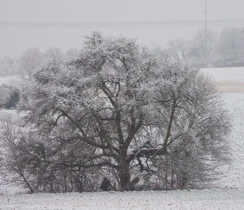 Auch die Bäume in Neckarweihingen ziert ein weißes Kleid. Foto: Holm Wolschendorf