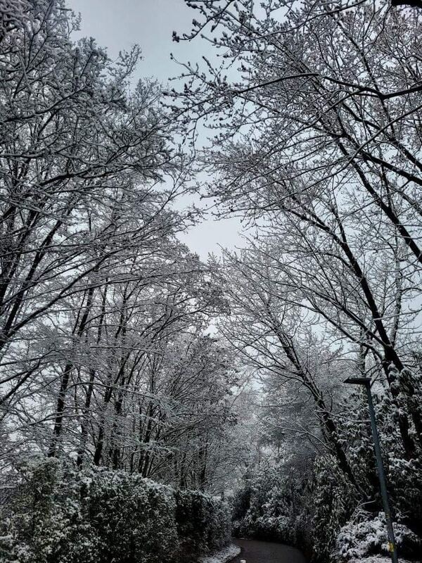 Auch die verschneiten Bäume stehen in Marbach bei unserer instagramfollowerin.