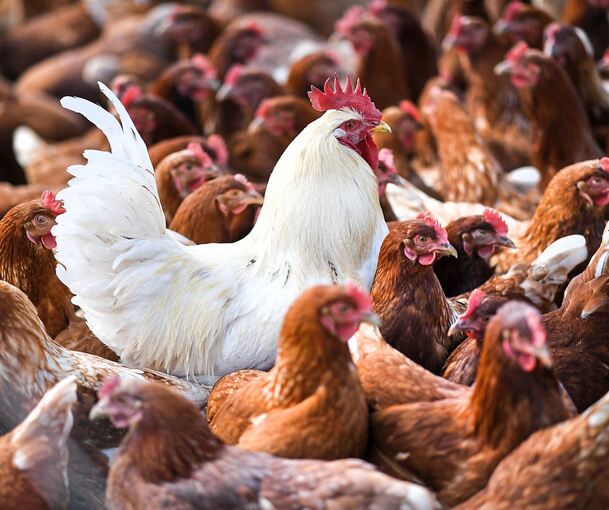 Die Vogelgrippe ist in Baden-Württemberg auf dem Vormarsch. Foto: Felix Kästle/dpa