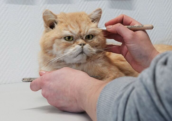 Katze Katze