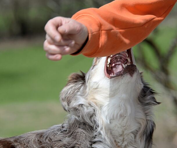 So wie hier auf dem Symbolfoto hat ein Hund in Bietigheim-Bissingen erst einen jüngeren Hund und dann ein Mädchen gebissen.
