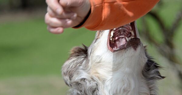 Aggressiver-Hund-bei-t-in-Bietigheim-Bissingen-M-dchen-und-Zwergpudel