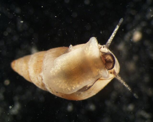 Gemeine Wattschnecke Gemeine Wattschnecke