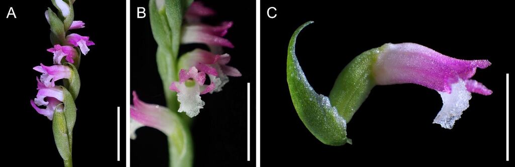 Neue Orchideen-Art in Japan entdeckt