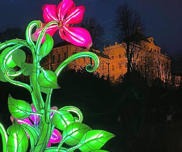 Ob tagsüber oder abends – die Riesenblüten im Blühenden Barock sind ein Hingucker. Foto: Privat
