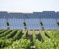 Wo sich Weinbau nicht mehr lohnt, kann Photovoltaik eine Alternative sein. Weinberge lassen sich aber auch gleichzeitig für beide Zwecke nutzen. Symbolfoto: Manfred Steinbach/stock.adobe.com