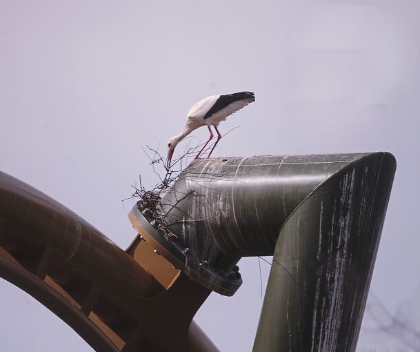 Dieser Storch richtet sein Nest auf einem Stahlträger der Achterbahn inmitten des Erlebnisparks ein.Foto: Alfred Drossel