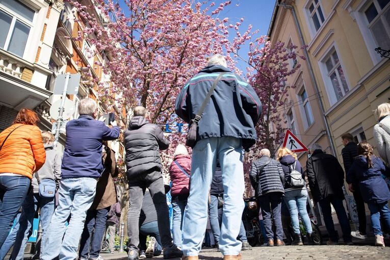Kirschblüten in der Bonner Innenstadt