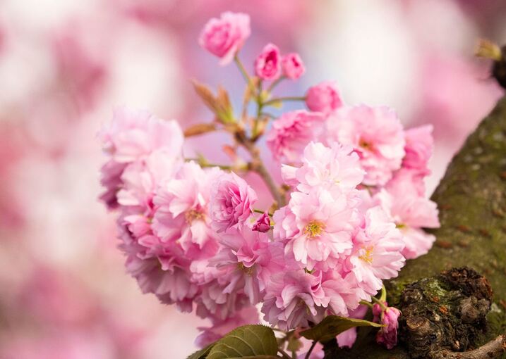 Kirschblüten in der Bonner Innenstadt