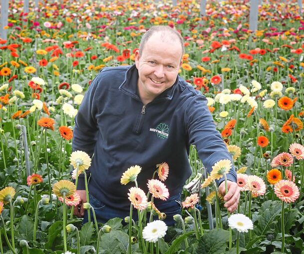 Im Blumenmeer: Adrian Hoffmeister steht in seinem Grünbühler Gewächshaus inmitten von Tausenden Gerbera. Foto: Ramona Theiss
