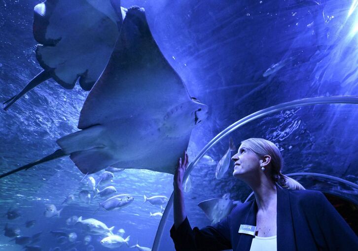 Wiedereröffnung des Sealife Aquariums