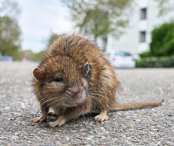 Es ist nicht das erste Mal, dass in Neckarweihingen Ratten gesichtet wurden.