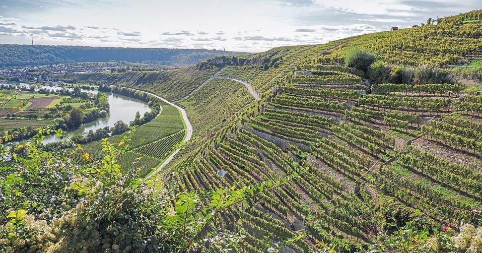 Die Steillagen am Käsberg: „In den Steillagen muss ein Stück weit Leben möglich sein“, findet Mundelsheims Bürgermeister Boris Seitz. Archivfoto: Holm Wolschendorf/LKZ