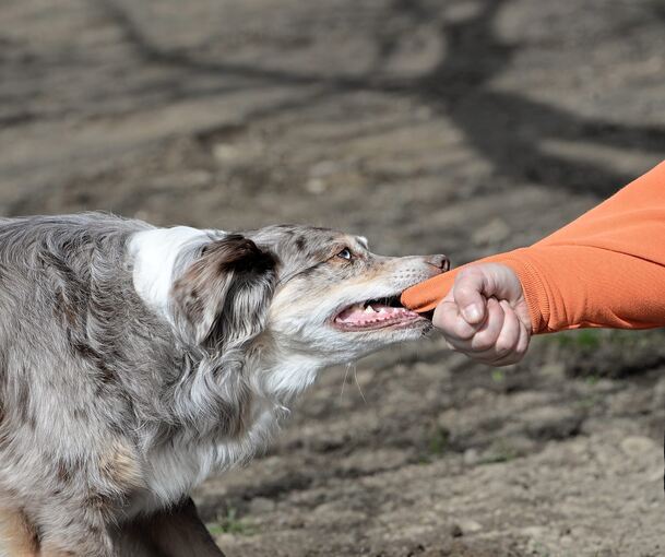Immer wieder kommt es vor, dass Hunde Menschen beißen. Immer wieder kommt es vor, dass Hunde Menschen beißen.