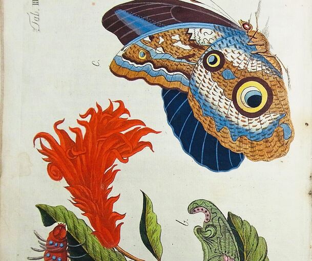 Farbenfroh: Die Illustration „Bedrohte Arten“ von 1805/06. Foto: Antiquaria/p