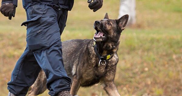 Der Mann konnte mit Hilfe eines Polizeidiensthundes vorläufig festgenommen werden.