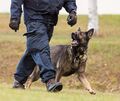 Ein Polizeihund und zwei Beamte sind verletzt worden. Ein Polizeihund und zwei Beamte sind verletzt worden.