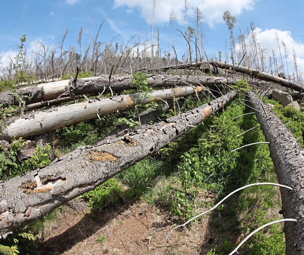 Totholz wie dieses bereitet der Stadt Markgröningen im Leudelsbachtal enorme Probleme. Foto: dpa