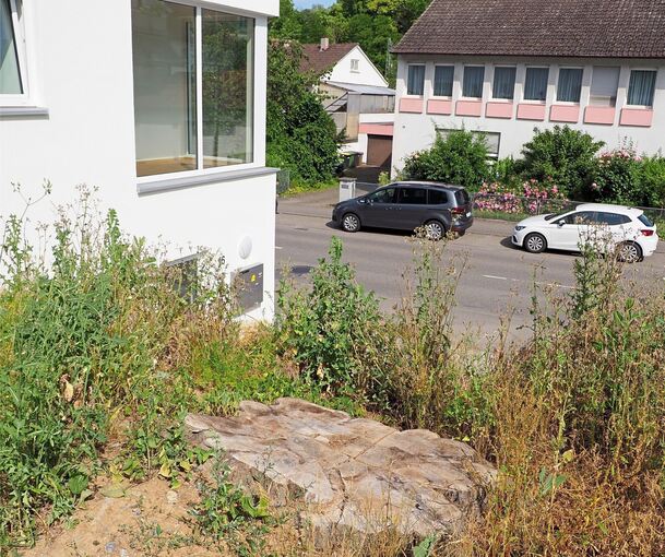 Die Buche in der Schillerstraße war rund 250 Jahre alt. Foto: Holm Wolschendorf