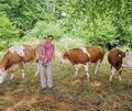 Rinder wurden in der Riedbachaue eingesetzt.