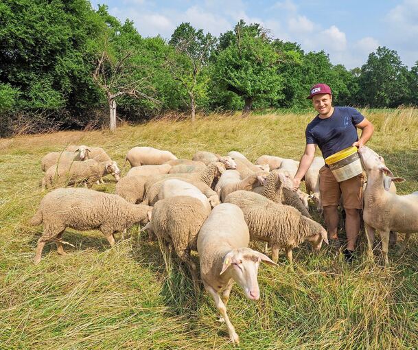Die Beweidung mit Schafen und Rindern soll auch im kommenden Jahr weitergehen. Archivfotos: Holm Wolschendorf