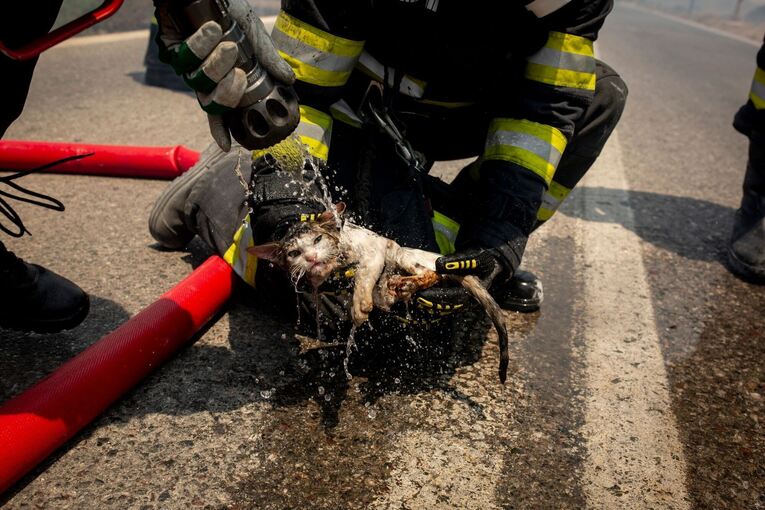 Waldbrände auf Rhodos - Katze