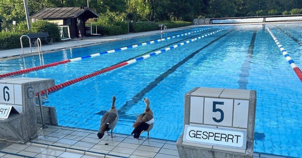 Fühlen sich im Hohenecker Freibad wohl: Nilgänse. Foto: SWLB/Capalija/p