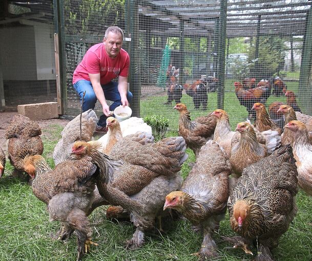 Ronald Merschbach mit seinen Brahma-Hennen. Foto: Alfred Drossel