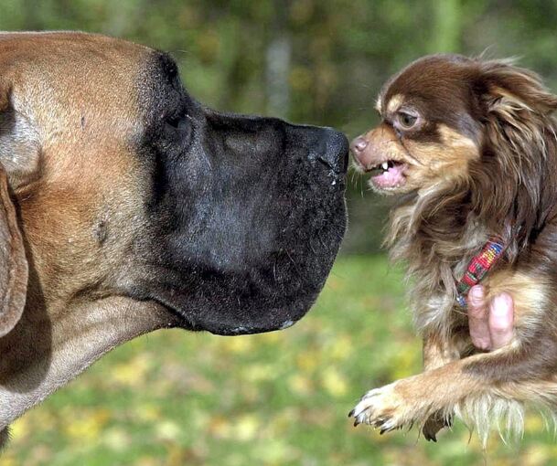 Hunde sind für viele Menschen treue Weggefährten – Probleme bereiten zuweilen deren Hinterlassenschaften. Foto: Holger Hollemann/dpa