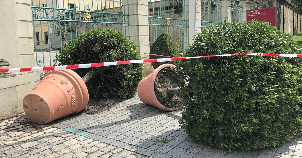 Die Buchsbäume vor dem Schloss sind beim Sturm umgefallen. Foto: privat