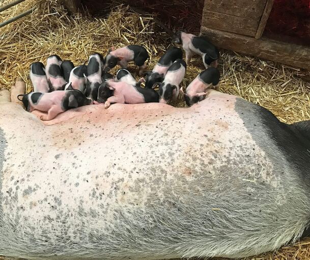 Ein „fleckiges Dutzend“ gab es vor anderthalb Jahren bei den Schwäbisch-Hällischen Schweinen. Ein „fleckiges Dutzend“ gab es vor anderthalb Jahren bei den Schwäbisch-Hällischen Schweinen.
