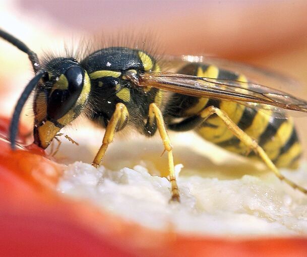 Im August sind Wespen besonders hungrig und machen sich über zucker- und eiweißhaltige Nahrungsmittel her. Archivfoto: Peer Grimm/dpa